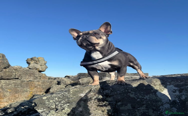 French Bulldog dogs - Advert 1
