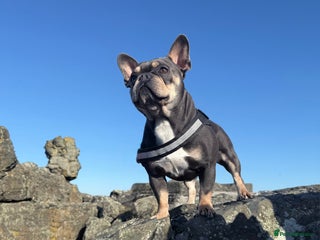 French Bulldog dogs - Advert 39