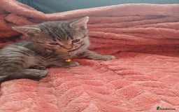 Oriental cats for sale: 2girls 1 boy - Advert 23