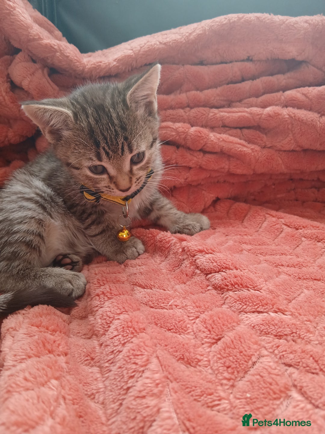 Oriental cats for sale: 2girls 1 boy - Advert 23