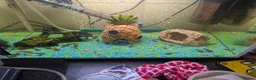 Plecos fish for sale: Baby bristlenose plecos  - Advert 3