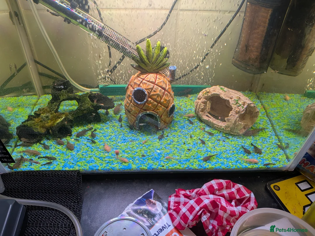 Plecos fish for sale: Baby bristlenose plecos  - Advert 3