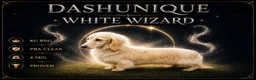 Dachshund dogs for sale: Cream dachshund puppies long hair  - Advert 14