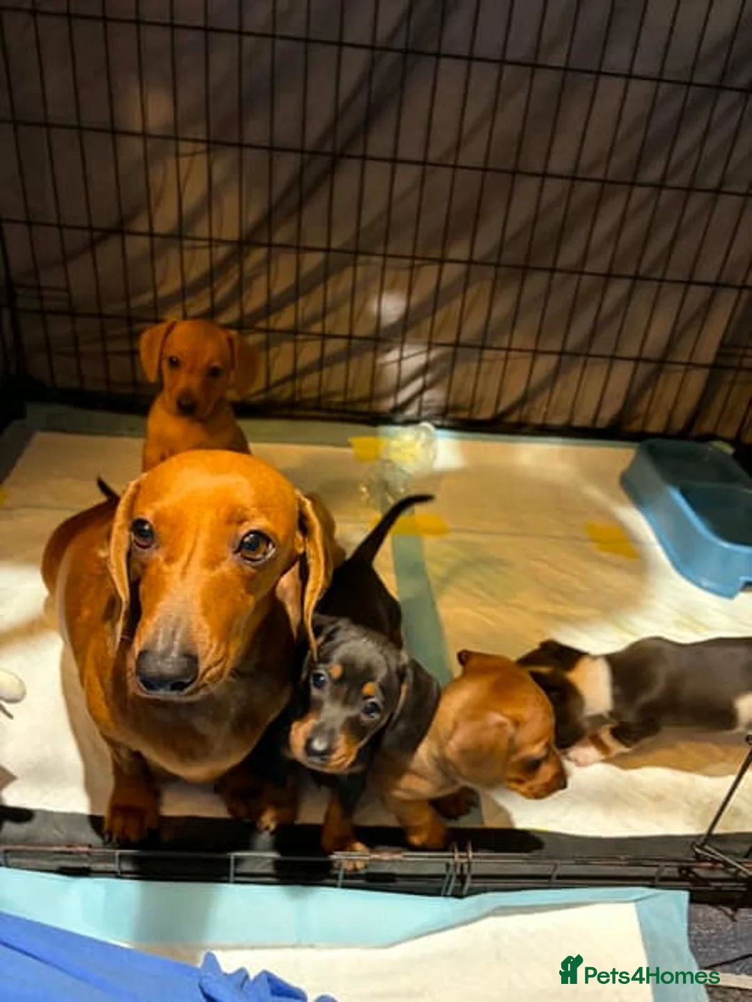 Dachshund dogs for sale: Dachshund puppies for sale in Cardiff - Advert 3