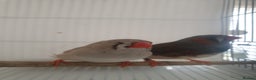 Finches birds for sale: 6 Show Quality Zebra Finches for Sale  - Advert 2
