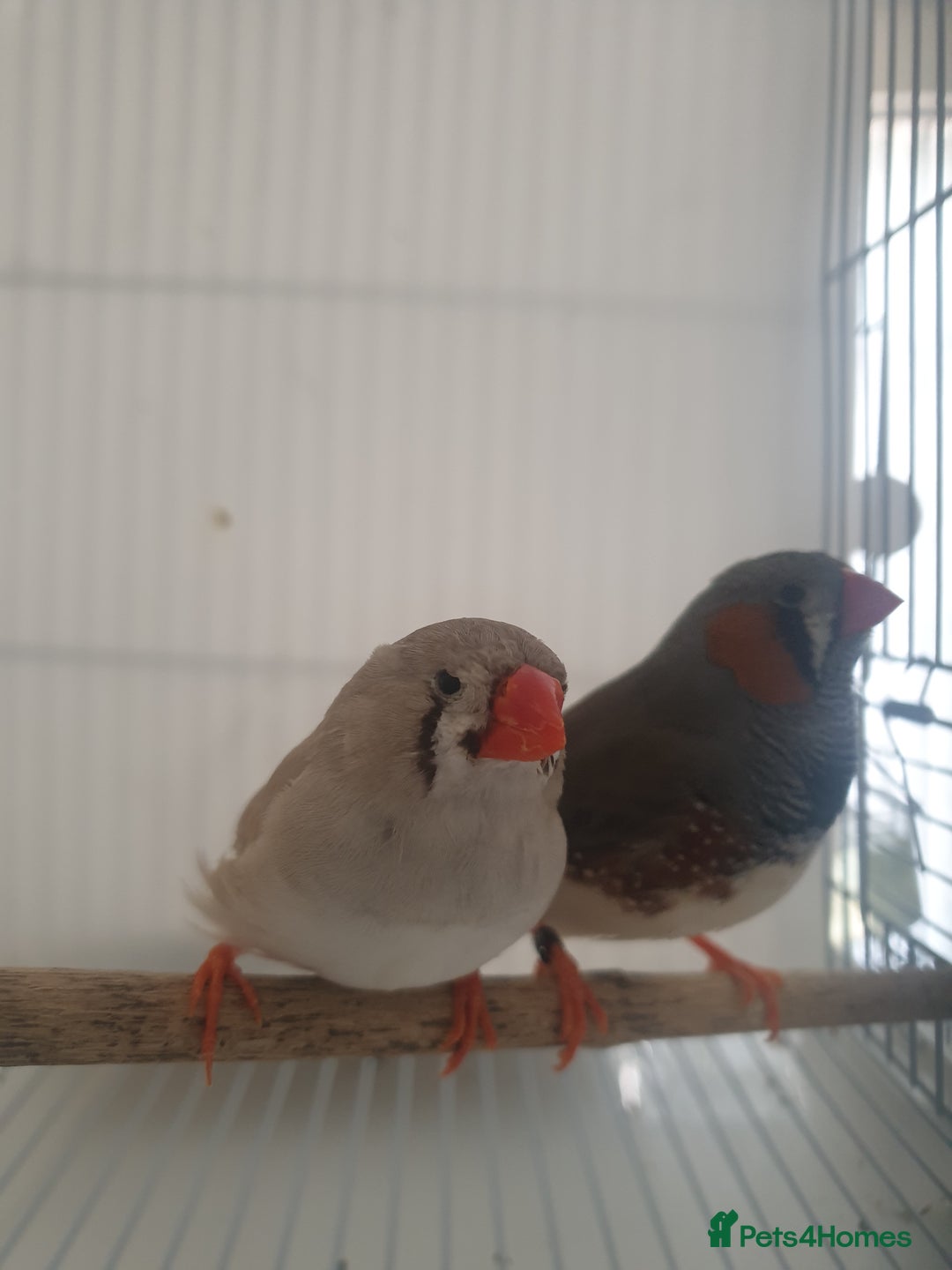 Finches birds for sale: 6 Show Quality Zebra Finches for Sale  - Image 2