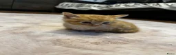Mixed Breed cats for sale: Beautiful kittens for sale  in Stoke-on-Trent - Advert 9