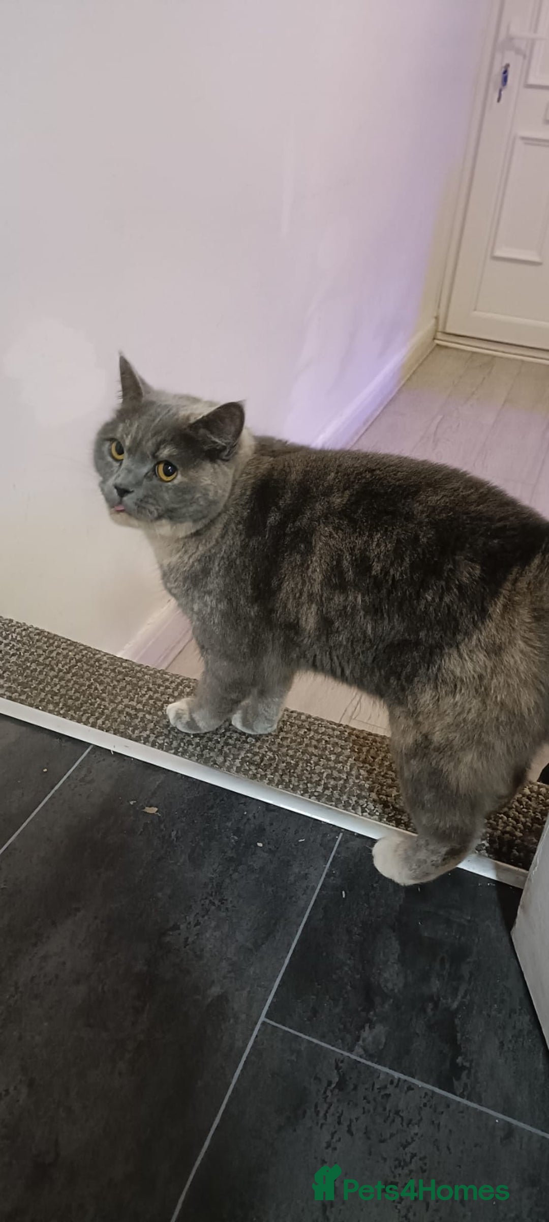 Persian cats for sale: Persian blue - Advert 3