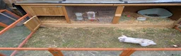 Dutch rabbits for sale: Bonded 10 week old dutch x french lop sisters - Advert 11