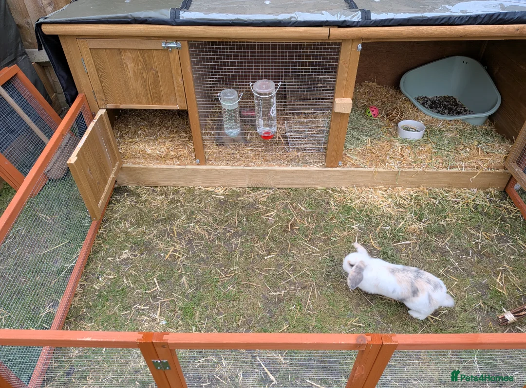 Dutch rabbits for sale: Bonded 10 week old dutch x french lop sisters - Advert 11