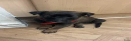 Mixed Breed dogs for sale: Mali x greyhound puppies in Bishop Auckland - Advert 11