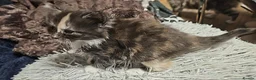 Mixed Breed cats for sale: Maine coon mix  - Advert 8