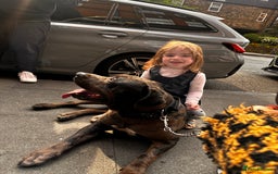 Cane Corso dogs for sale: 2 year old Cane corso - Image 4