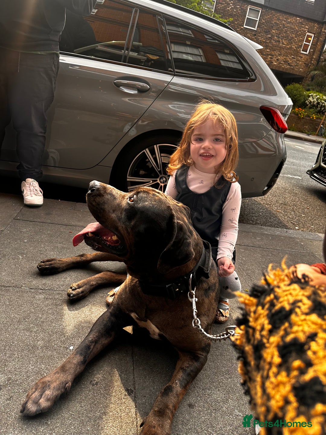 Cane Corso dogs for sale: 2 year old Cane corso - Image 4