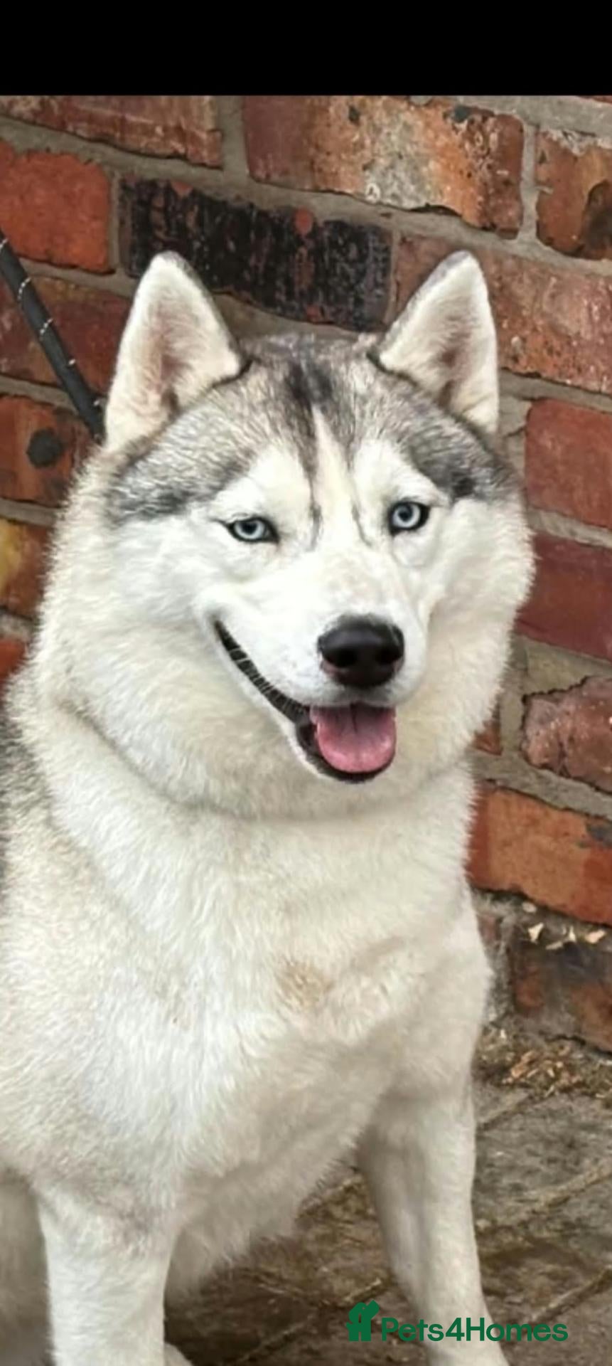 Siberian Husky dogs for sale: KC registered female Siberian husky - Advert 10