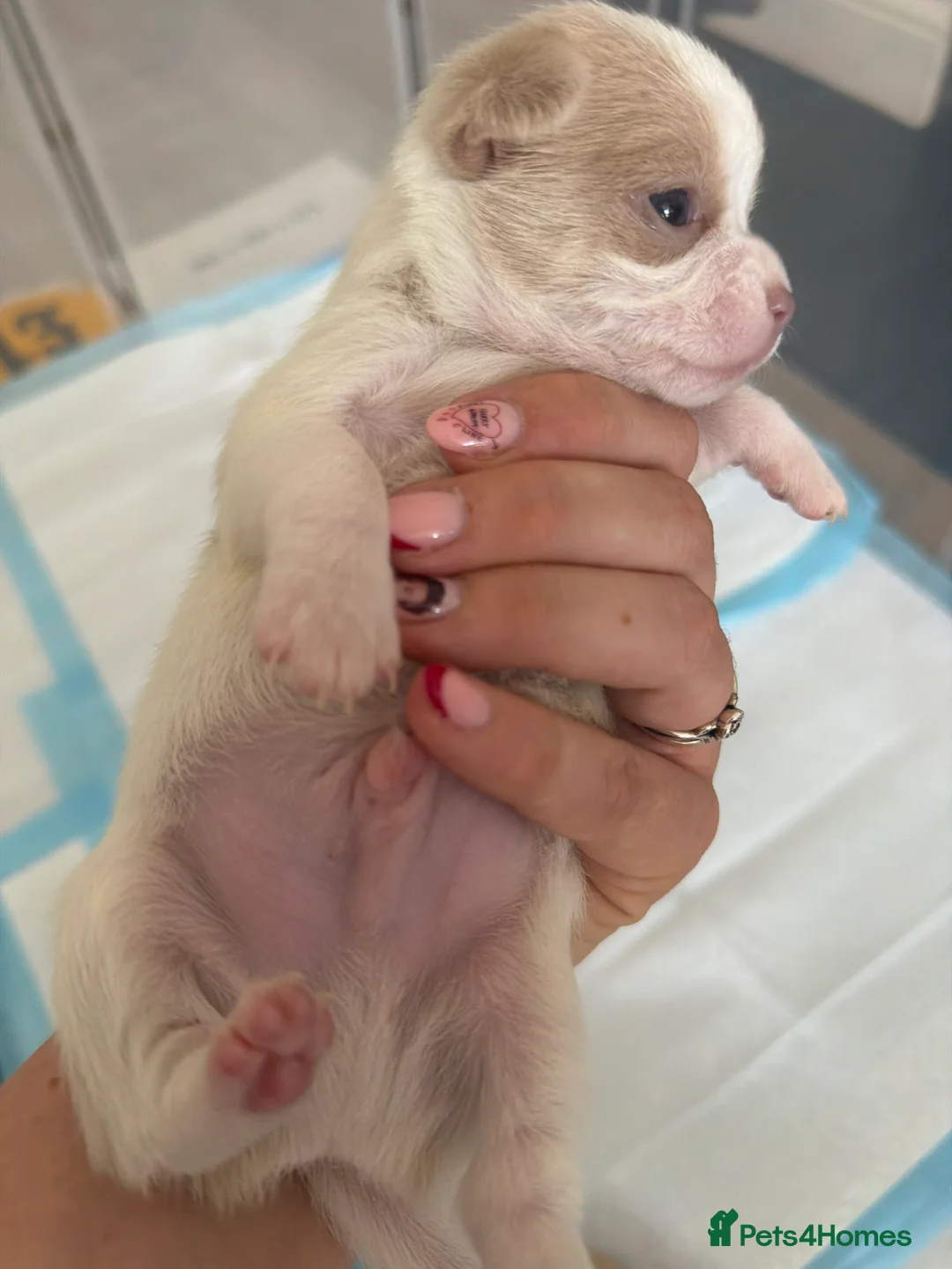 Chihuahua dogs for sale: Beautiful chihuahua puppies - Advert 9