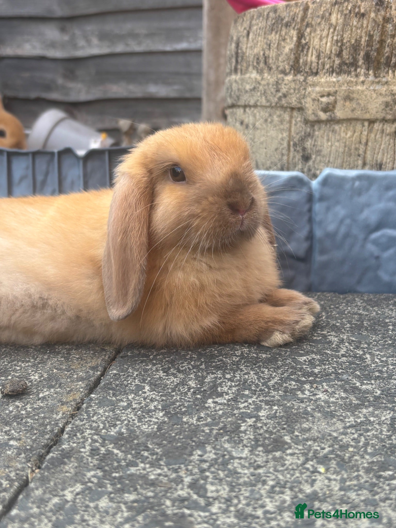 Mini Lop rabbits 3 male Mini lop / Mini lop cross orange - Advert 2