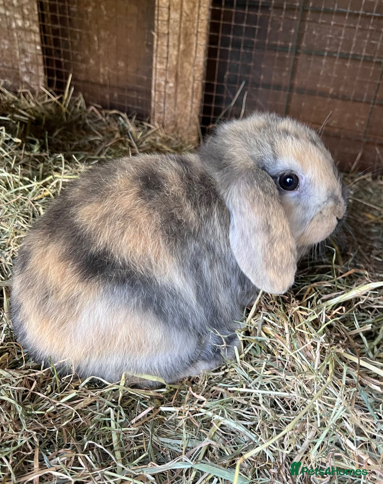 Mini Lop rabbits Baby Mini Lop Bunnies  - Advert 2