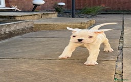 Boxer dogs for sale: Quality Boxer Puppies - Image 19