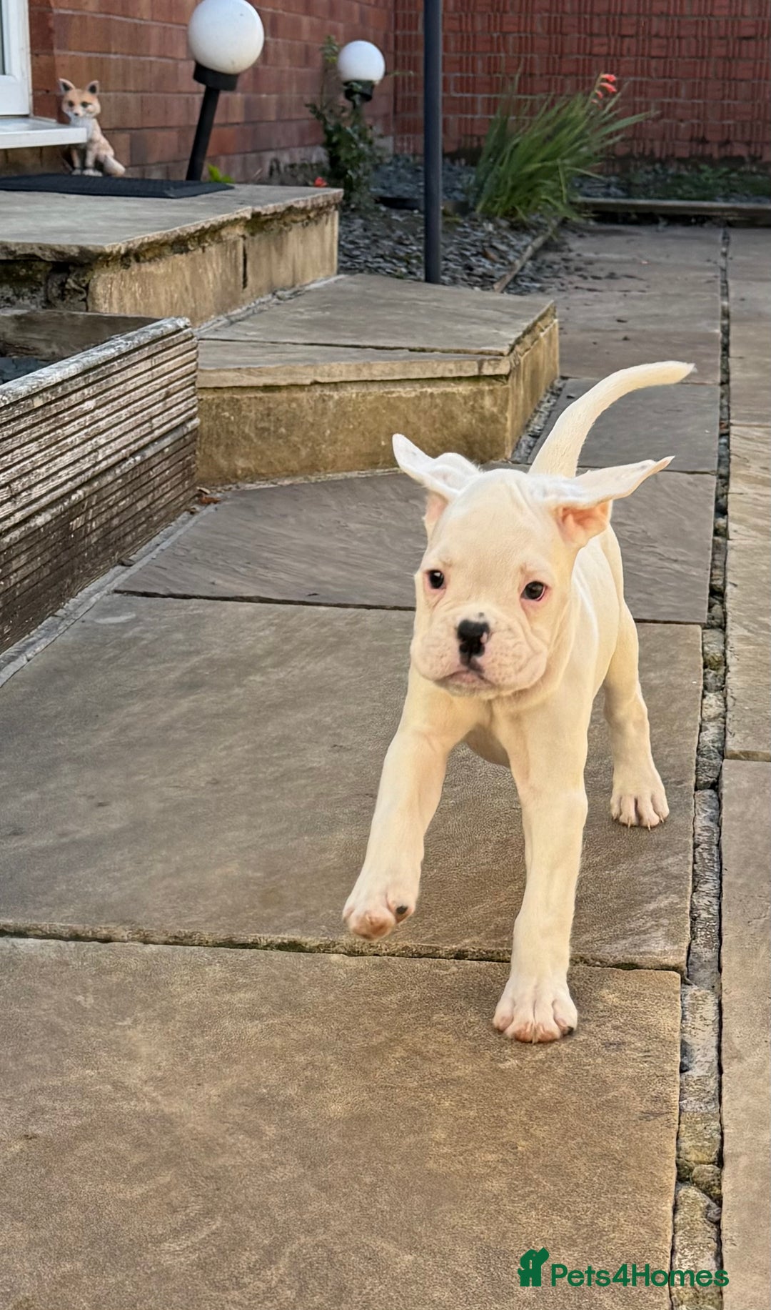 Boxer dogs for sale: Quality Boxer Puppies - Image 19