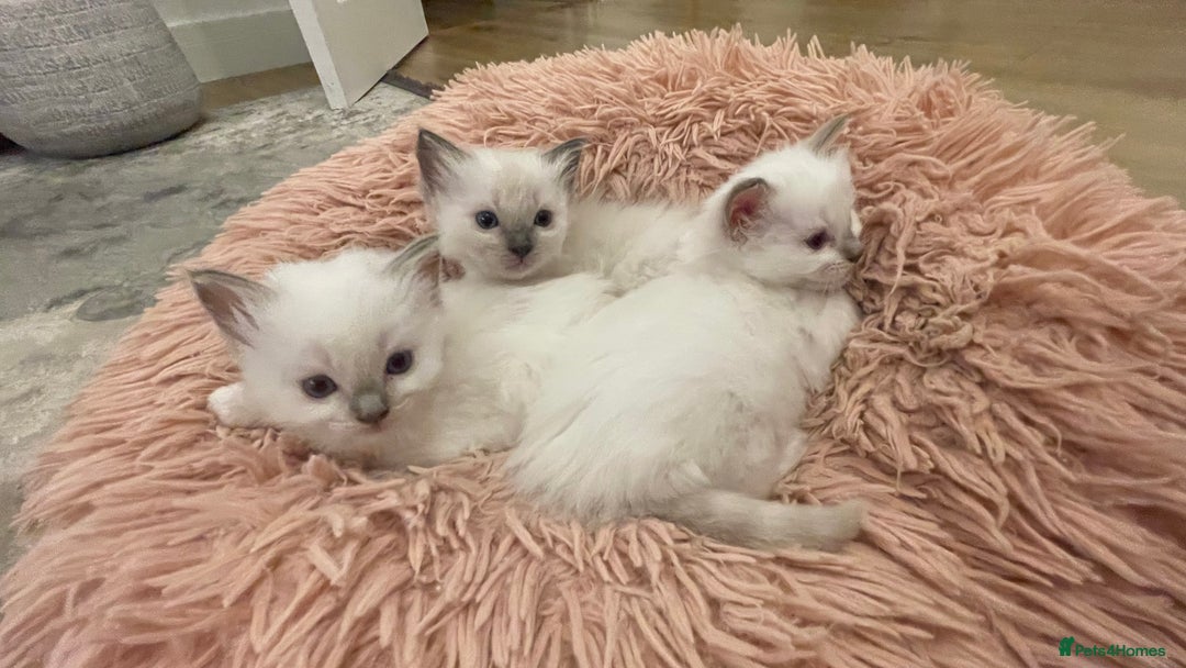 Ragdoll cats for sale: Rag doll kittens  - Image 15