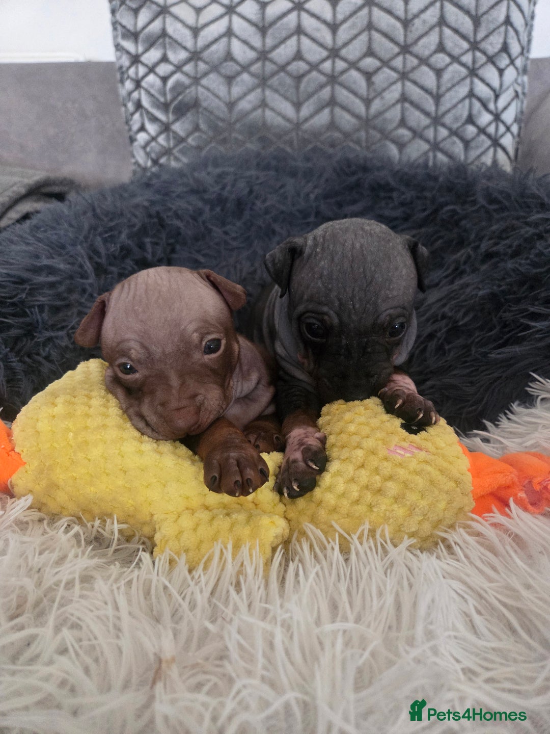 Mexican Hairless dogs for sale: American hairless terrier - Advert 4