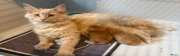 Maine Coon cats for sale: Gorgeous Ben & Jerry Maincoon boys  - Advert 1