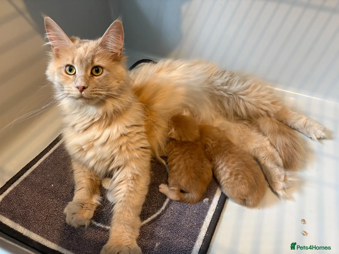 Maine Coon cats for sale: Gorgeous Ben & Jerry Maincoon boys  - Advert 1
