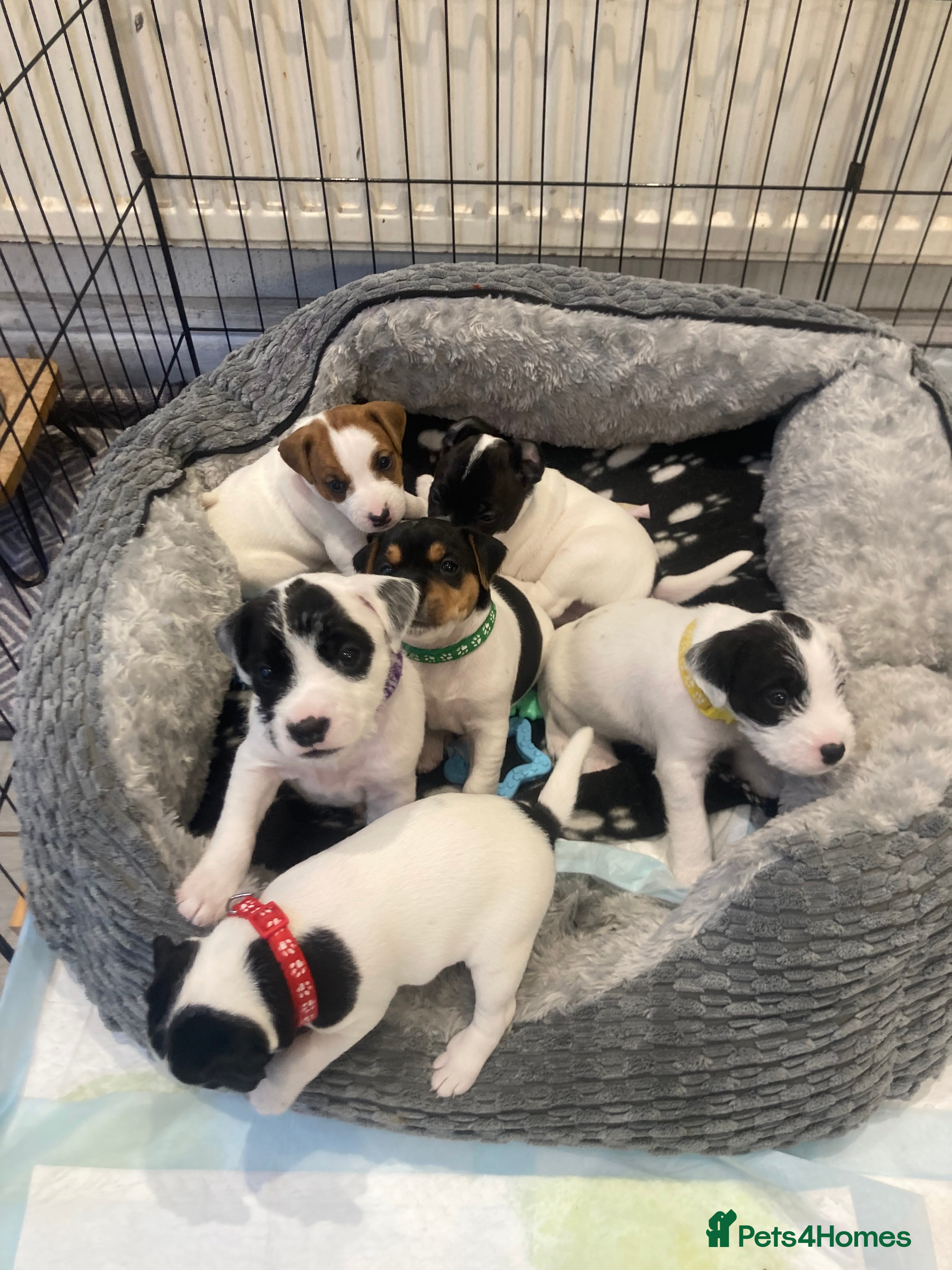 Parson Russell dogs KC registered Parsons Terriers - Advert 1