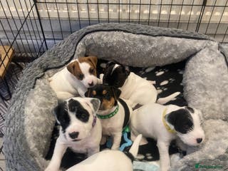 Parson Russell dogs KC registered Parsons Terriers - Advert 1