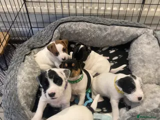 Parson Russell dogs Beautiful Parsons Terriers - Advert 2