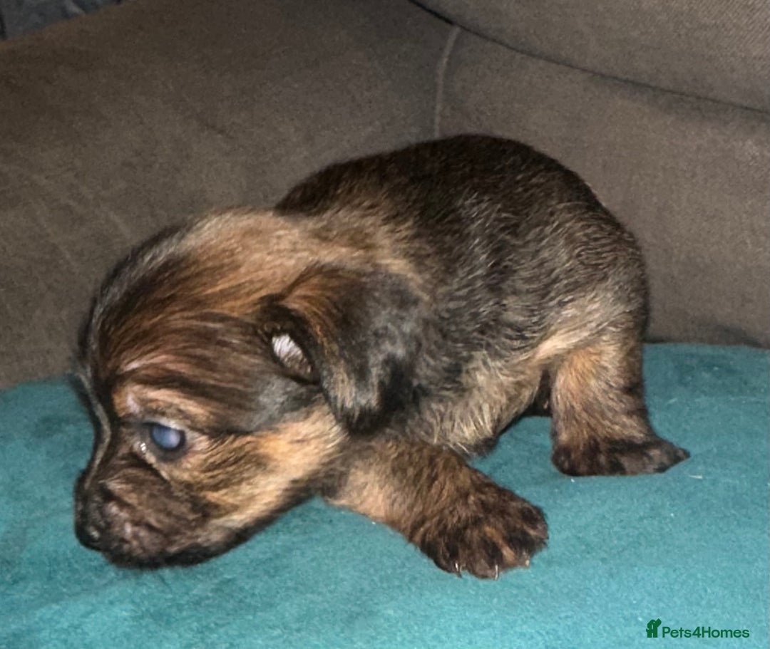 Mixed Breed dogs for sale: Yorkie Jacks  - Advert 6