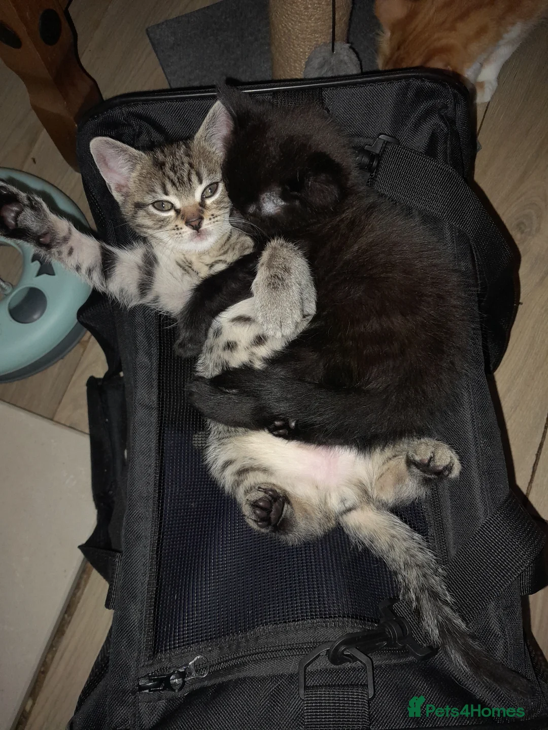 Mixed Breed cats for sale: Cute kittens  - Advert 10