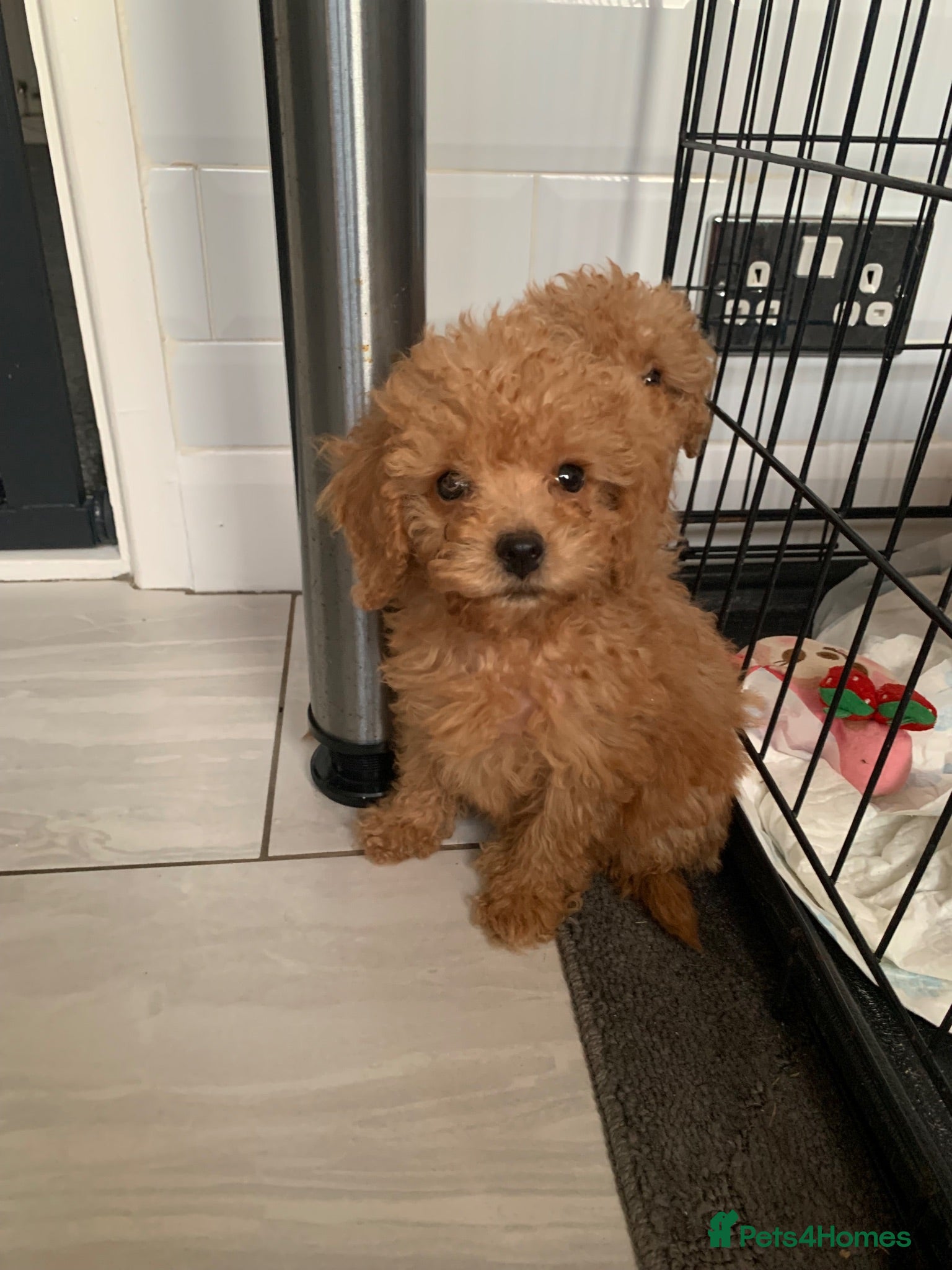 Cockapoo dogs Amazing DNA/BVA CLEAR toy cockapoo puppies  - Advert 18