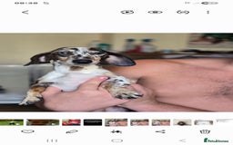 Mixed Breed dogs for sale: Pomweenies 💕💕 - Image 6