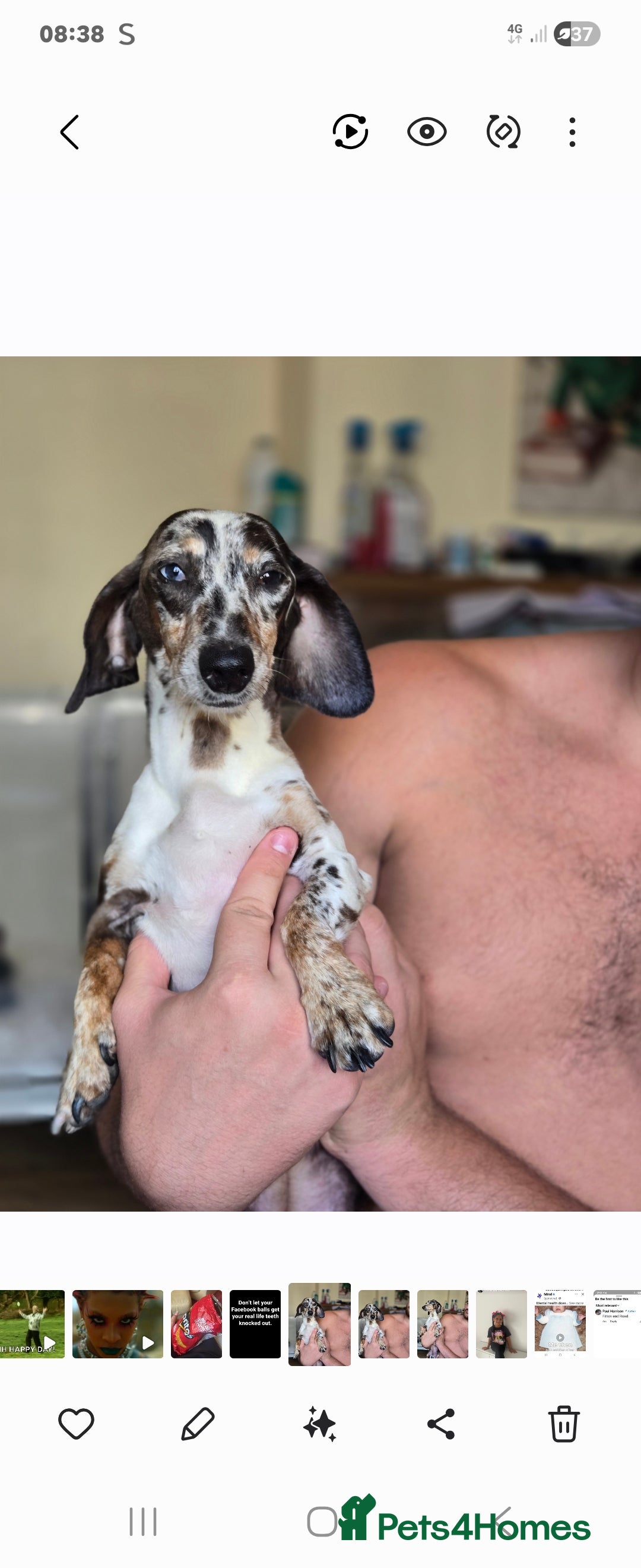 Mixed Breed dogs for sale: Pomweenies 💕💕 - Image 6