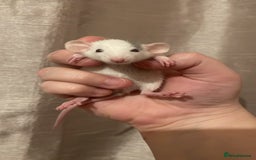 Rat rodents for sale: Rats looking for 5* homes only  - Image 2