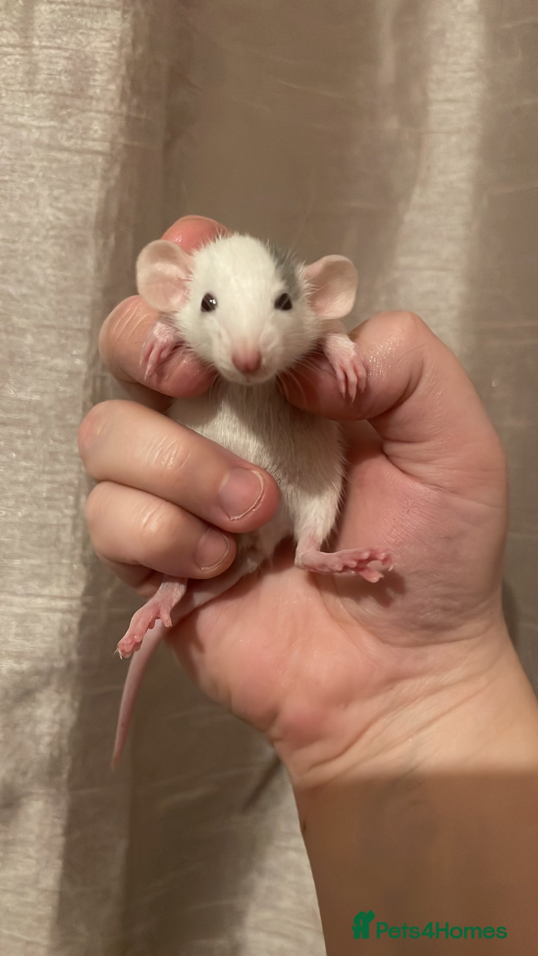 Rat rodents for sale: Rats looking for 5* homes only  - Image 2