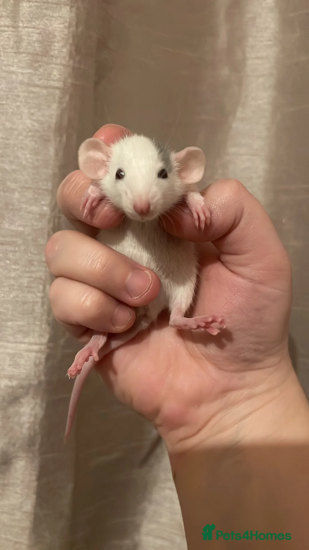 Rat rodents for sale: Rats looking for 5* homes only  - Advert 7