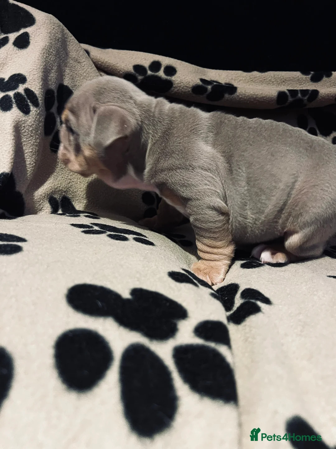 English Bulldog dogs for sale: Beautiful English bulldog pup - Advert 5