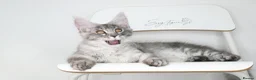 Maine Coon cats for sale:     Limited Summer Offer – Reduced Kitten Prices - Advert 16