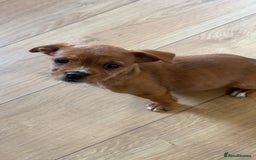 Jug dogs for sale: Last female jug puppy ready now  - Image 2