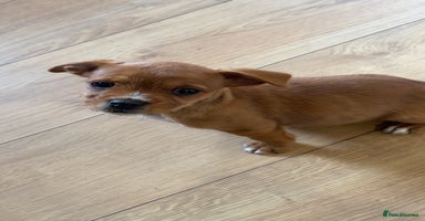 Jug dogs - Advert 4