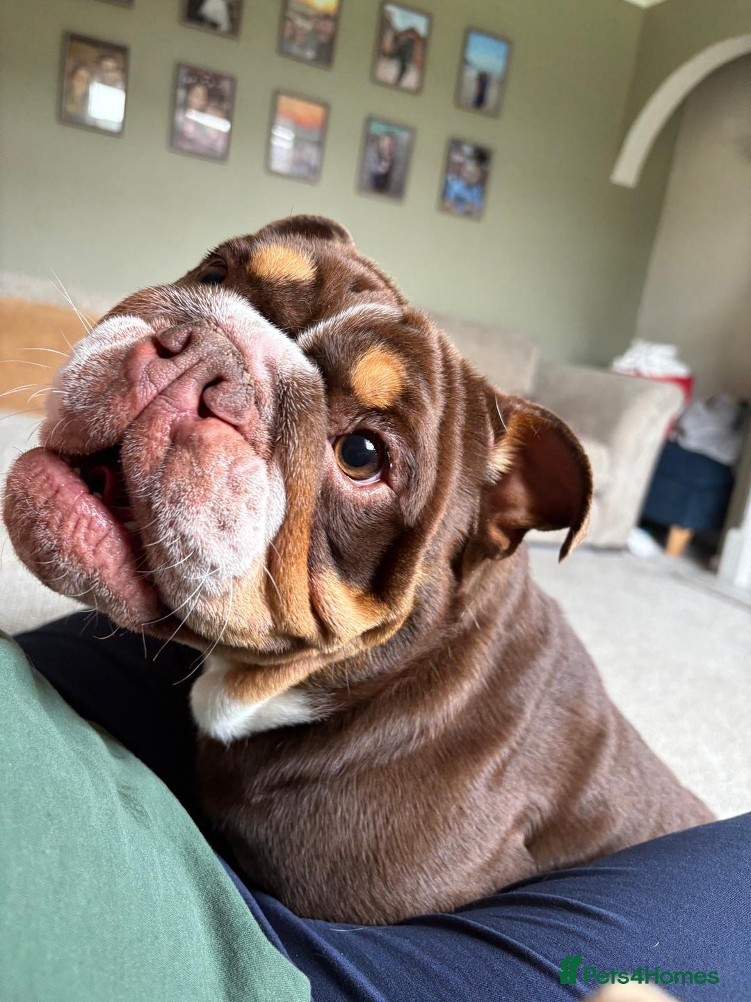 English Bulldog dogs for sale: Female English bulldog 2yr old  - Advert 5