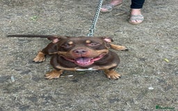 American Bully dogs for sale: Abck Pocket bully  - Image 4