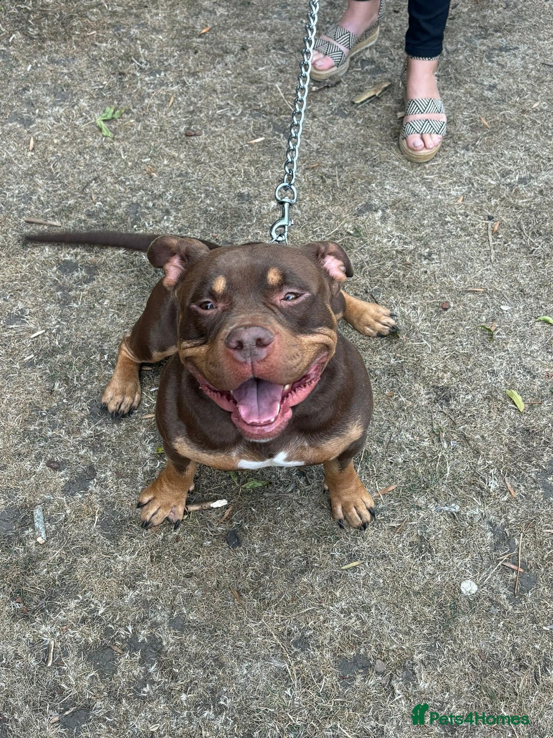 American Bully dogs for sale: Abck Pocket bully  - Image 4