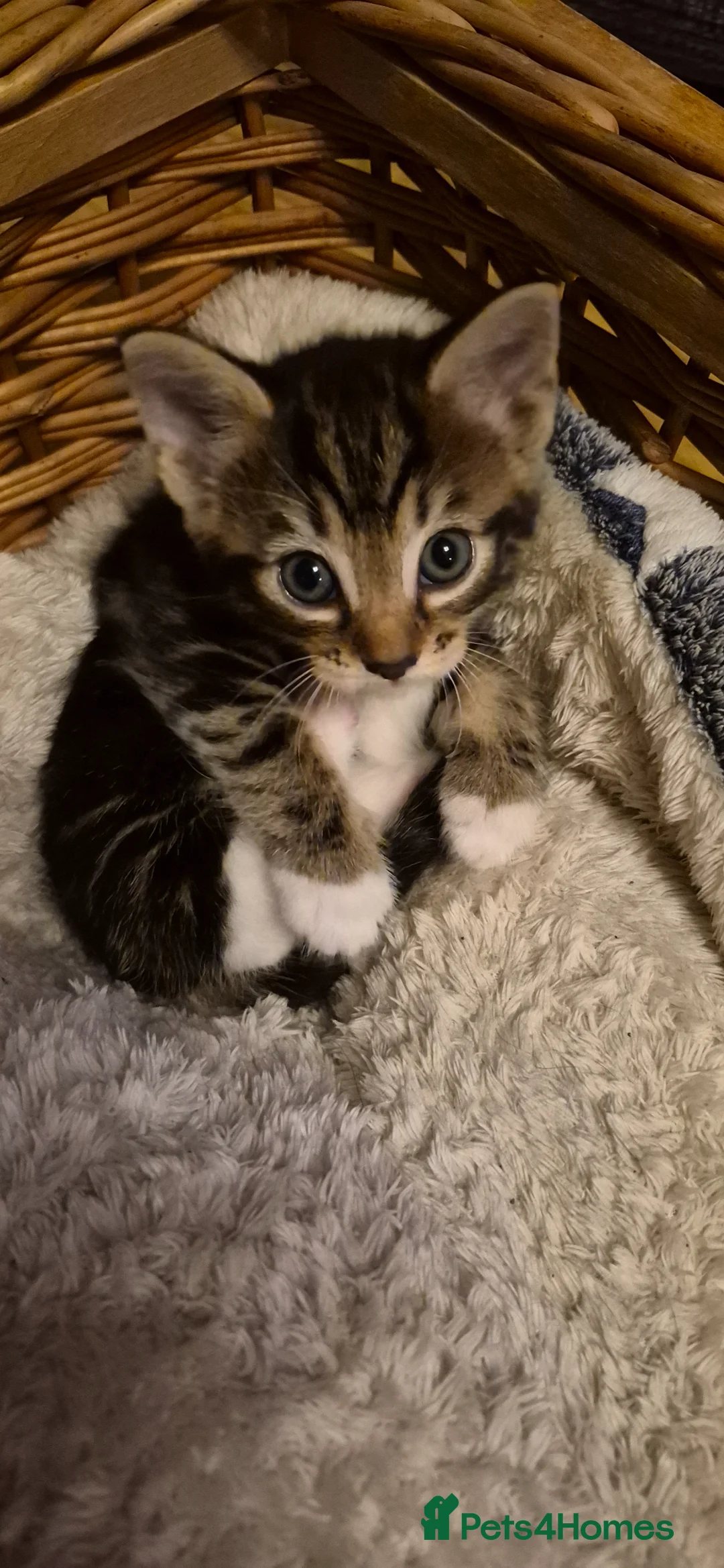 Mixed Breed cats for sale: Mixed Breed Kittens  - Advert 2