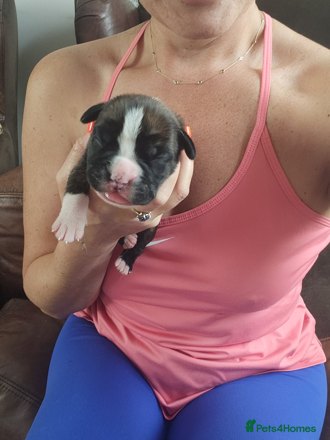 Boxer dogs for sale: 🌟KC REG BOBTAIL BOXER PUPS🌟 - Image 11