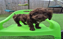 Cockapoo dogs for sale: F1 type cockepoos  - Image 11