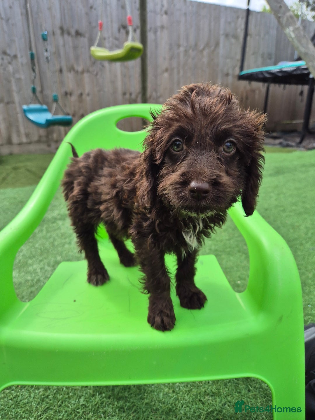 Cockapoo dogs for sale: F1 type cockepoos  - Image 11